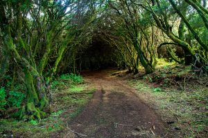 Amazing landscape in a forest, path, green trees, vegetation, el hierro, Canary Islands