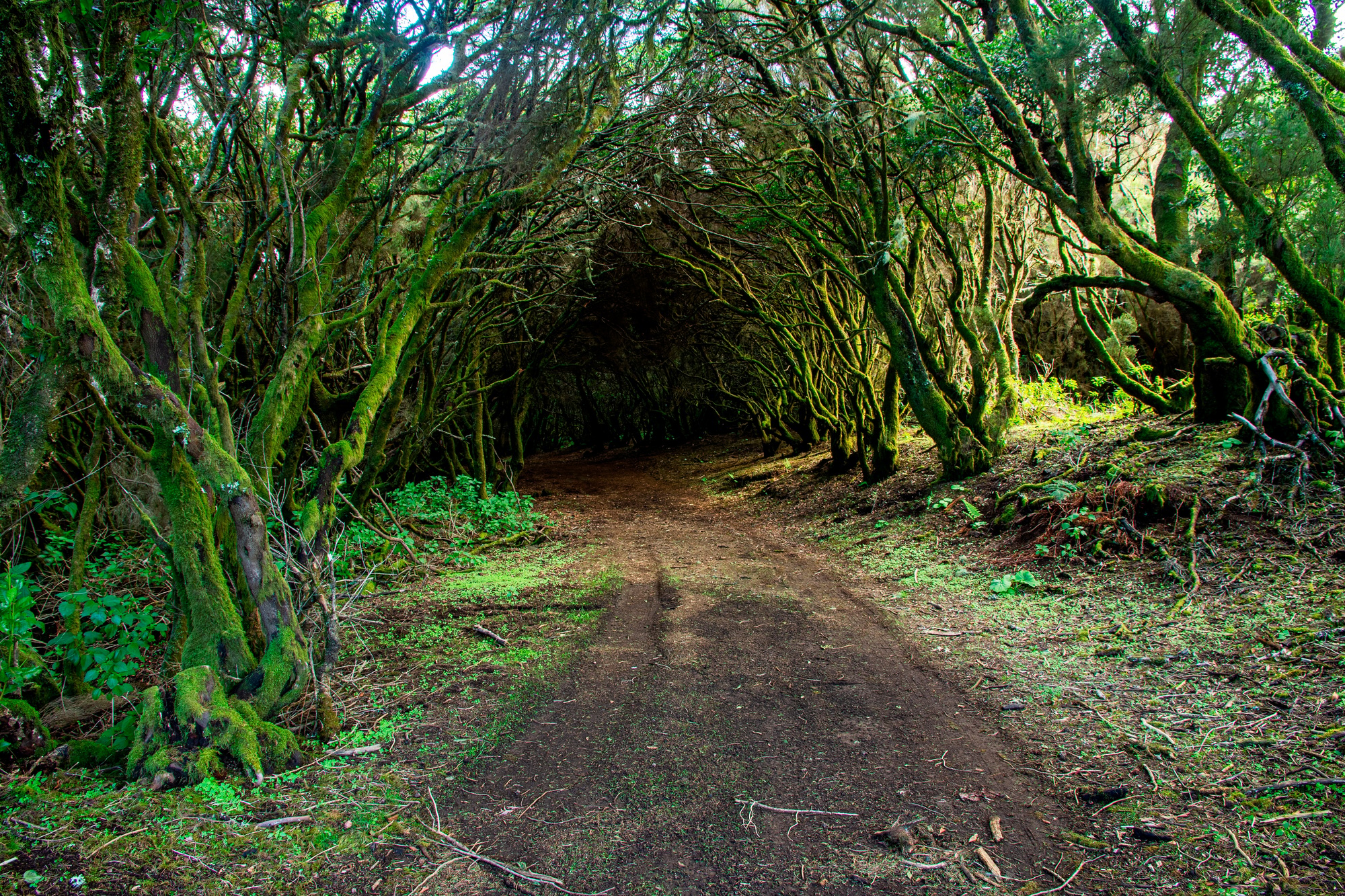 Amazing landscape in a forest, path, green trees, vegetation, el hierro, Canary Islands